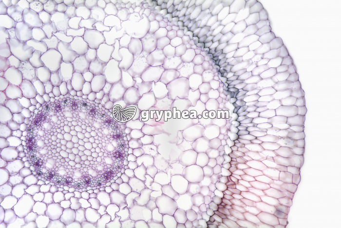 Racine aérienne d'Orchidée - voile CT x25 - gryphea.com